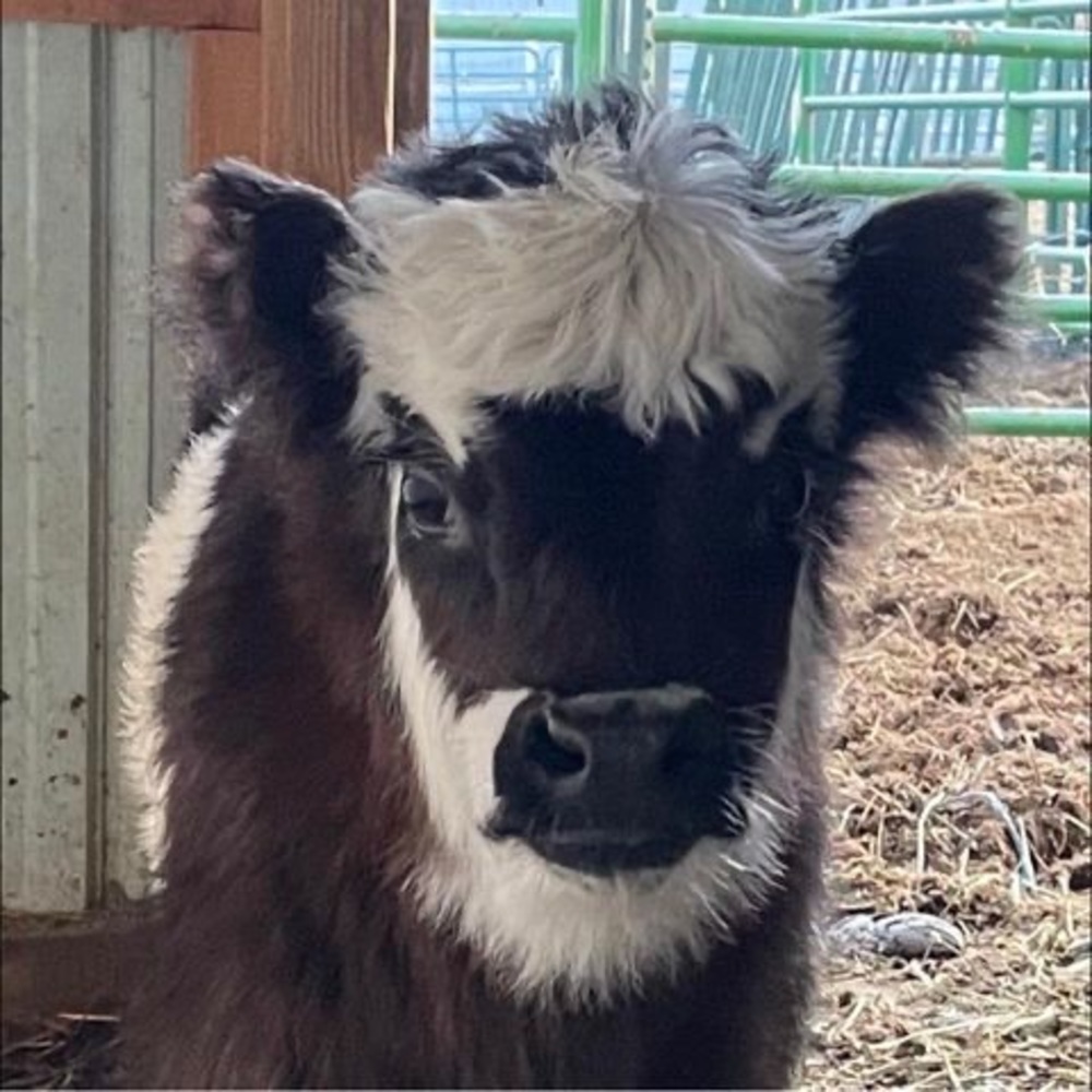 Meet your Posher, Terra